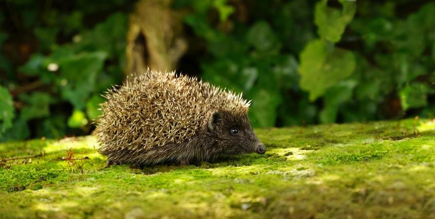 Leopold Mayrhofer Titelfoto NÜTZLINGE © Leopold Mayrhofer_Natur im Garten