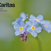  Vergiß_mein_nicht_bearb