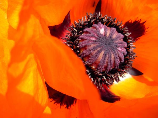 Birgit Ruzicka Mohnblume_c_Birgit_Ruzicka